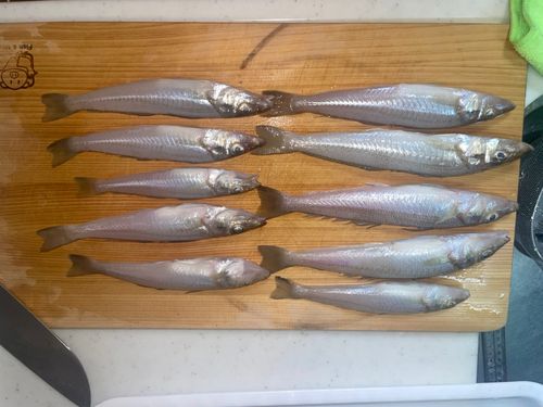 キスの釣果