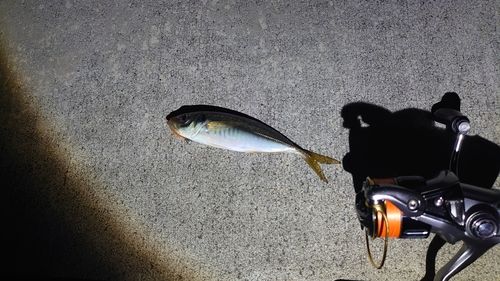 三陸海岸（青森）