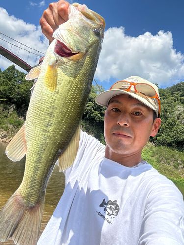 ラージマウスバスの釣果