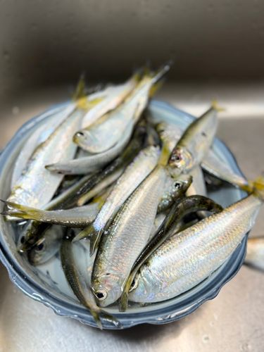 ママカリの釣果