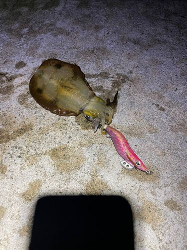 アオリイカの釣果