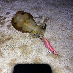 アオリイカ