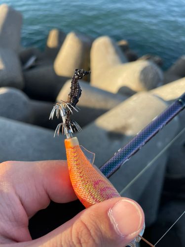 タツノオトシゴの釣果