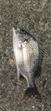 キビレの釣果
