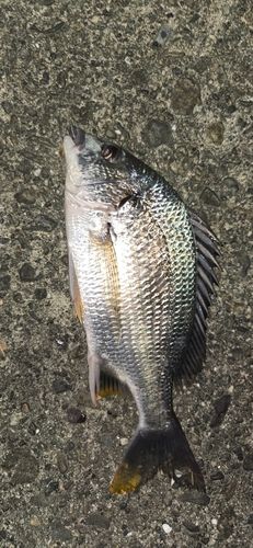 キビレの釣果