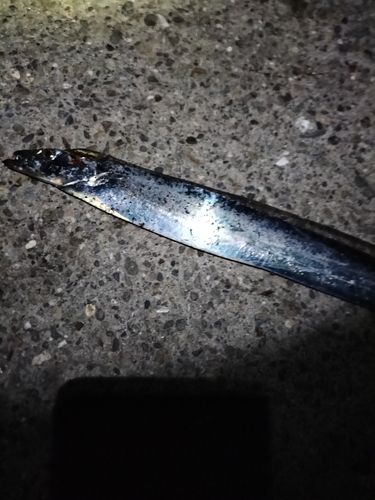 タチウオの釣果