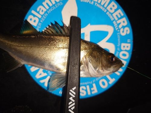 セイゴ（マルスズキ）の釣果