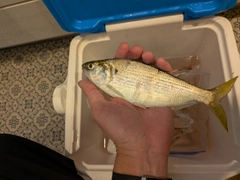 コノシロの釣果