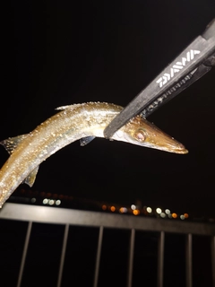 カマスの釣果
