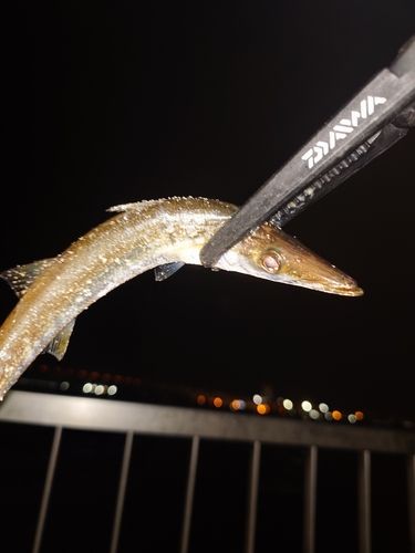 カマスの釣果