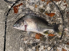 キチヌの釣果
