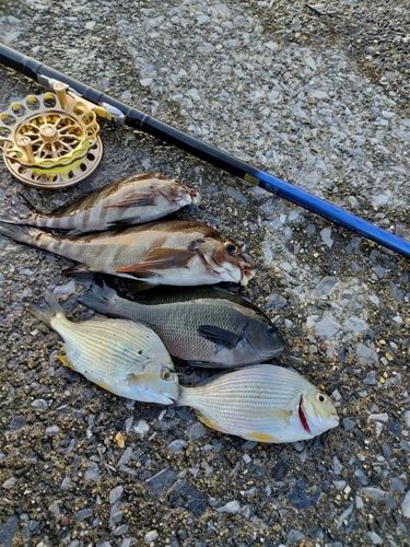 メジナの釣果