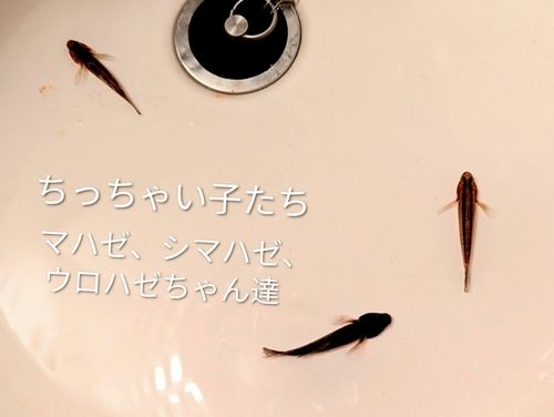 ディズニーリゾート付近