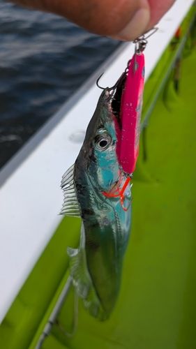 タチウオの釣果