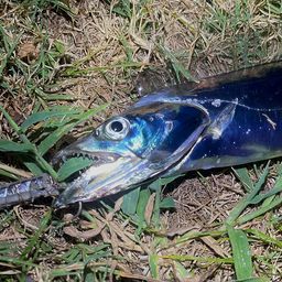 タチウオ