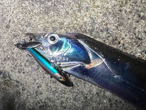 タチウオの釣果