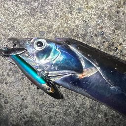 タチウオ