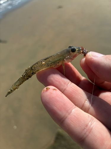 ハゼの釣果