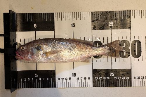 イシモチの釣果
