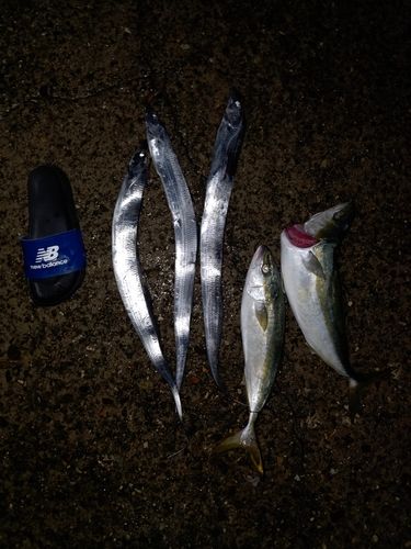タチウオの釣果