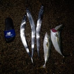 タチウオ