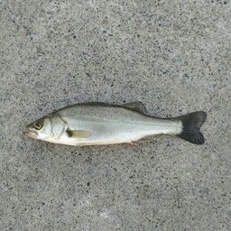 セイゴ（マルスズキ）