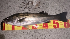 セイゴ（マルスズキ）の釣果
