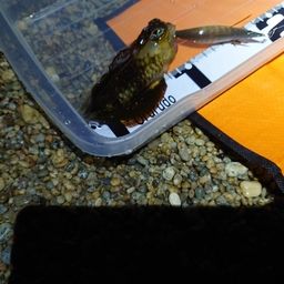 アオリイカ