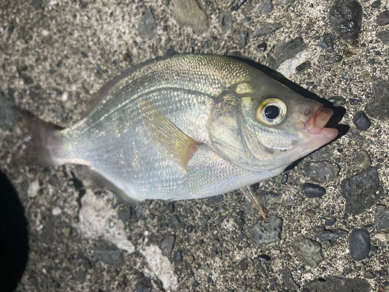 ウミタナゴ
