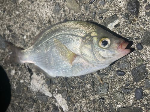 ウミタナゴの釣果