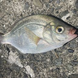 ウミタナゴ