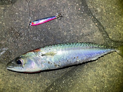 サバの釣果