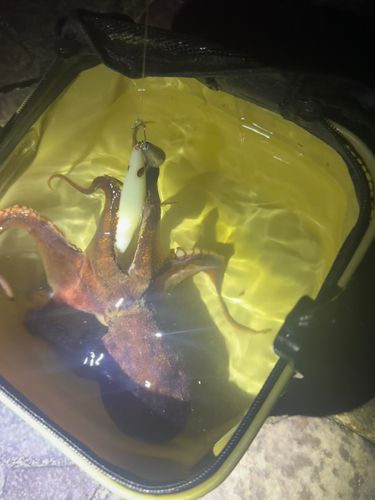 タコの釣果