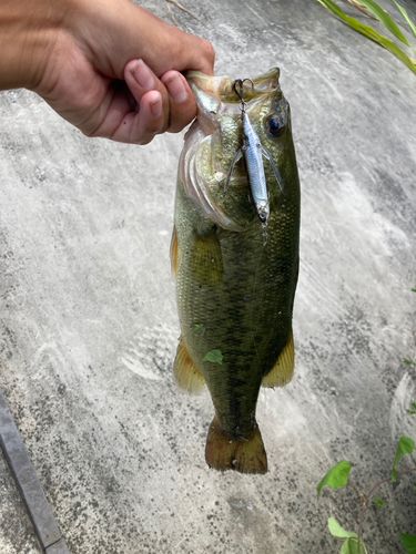 ラージマウスバスの釣果