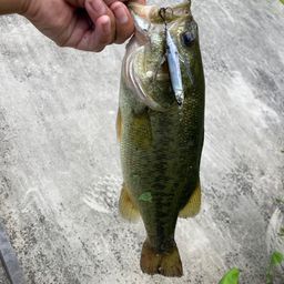 ラージマウスバス