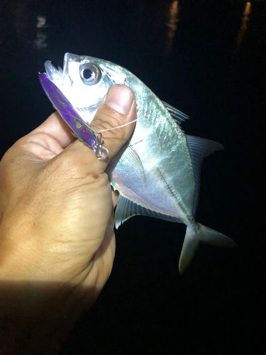 メッキの釣果
