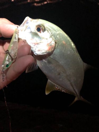 メッキの釣果