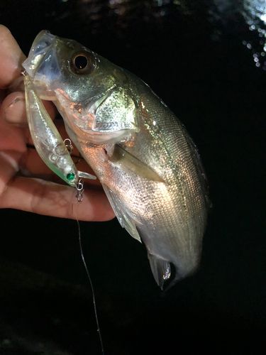 セイゴ（マルスズキ）の釣果