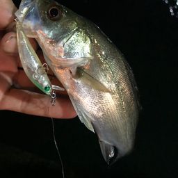 セイゴ（マルスズキ）