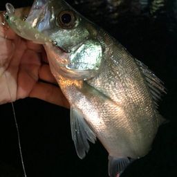 セイゴ（ヒラスズキ）