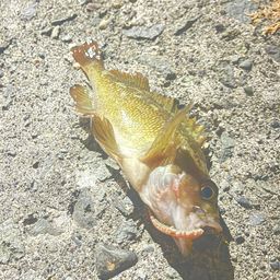 メバル