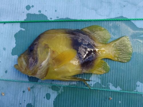 釣果