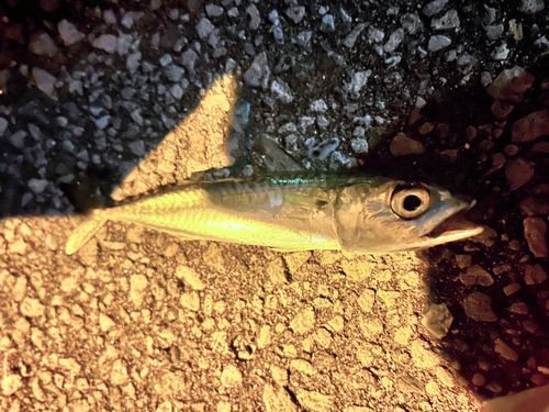 サバの釣果