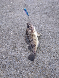 ソイの釣果