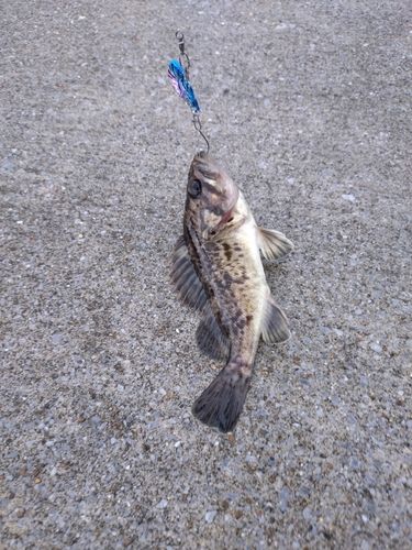 ソイの釣果