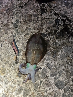 アオリイカの釣果