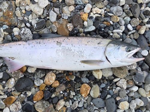 サケの釣果