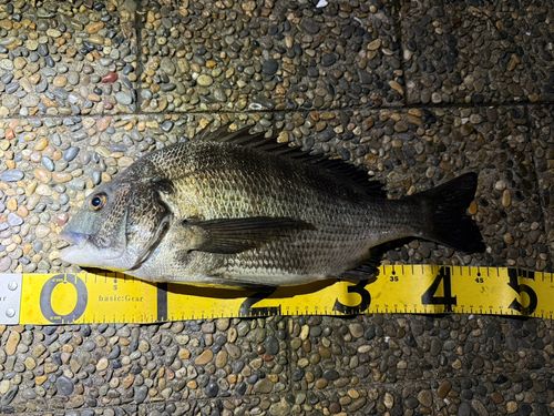 チヌの釣果