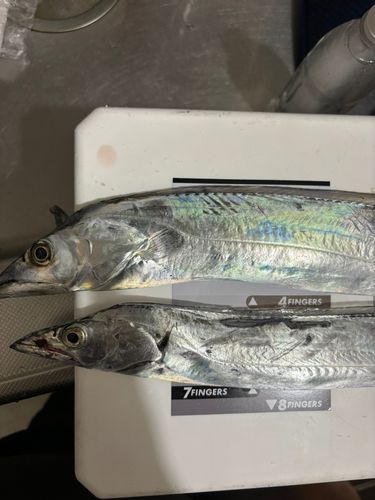 タチウオの釣果