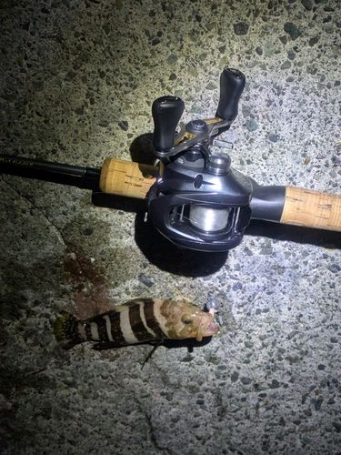 アオハタの釣果
